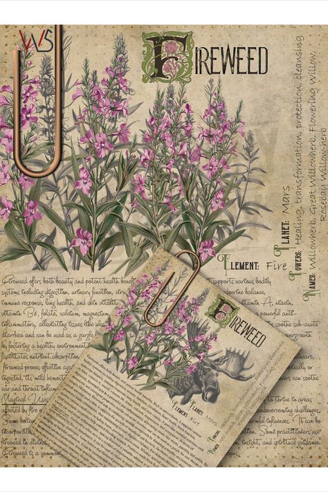 Fireweed, Printable Grimoire, Book of Shadows page. Sorry, This page is only available to my customers for free, I don't sell it in the Etsy Witches Book Of Shadows, Journal Witchcraft, Plant Knowledge, Witches Book, Printable Products, Magickal Herbs, Grimoire Book, Magic Herbs, Wiccan Spell Book