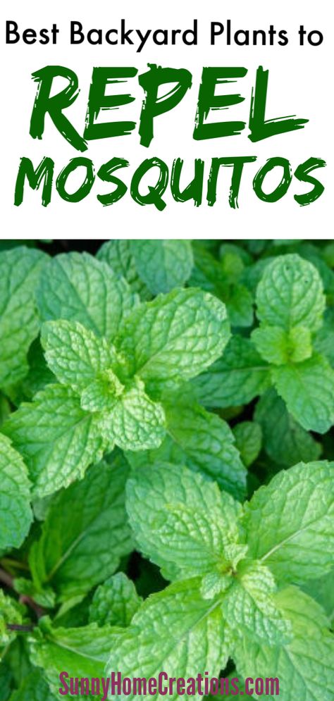 Plants To Repel Mosquitos, Repel Mosquitos, Best Mosquito Repellent, Mosquito Plants, Low Maintenance Indoor Plants, Backyard Plants, Mosquito Repelling Plants, Garden Types, Easy Plants