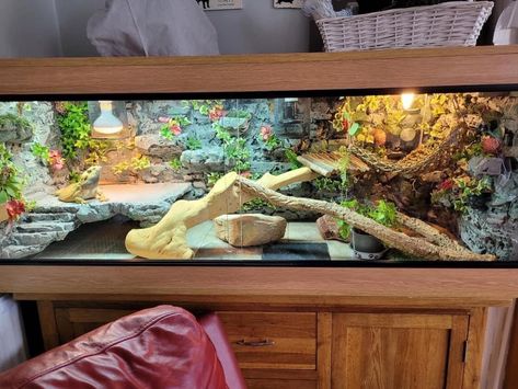 Cute Bearded Dragon Tank Ideas, Bearded Dragon Enclosure Ideas Aesthetic, Reptile Tank Ideas, Beared Dragon Cage Ideas Cute, Beardie Enclosure Ideas, Blue Iverson, Bearded Dragon Terrarium Ideas Tanks, Cute Bearded Dragon Tank, Beardie Tank