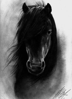 Horse _ coal drawing Realistic Animal Drawings, Cai Sălbatici, Painted Horses, Desen Realist, Horse Tattoo, Charcoal Art, Horse Drawing, Horse Drawings, Equine Art