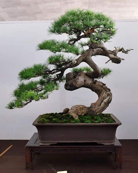 Bonsai Tree Photography, Wabi Sabi Garden, Black Pine Bonsai, Jade Plant Bonsai, Bonsai Making, Japanese Black Pine, Japanese Bonsai Tree, Bonsai Forest, Pre Bonsai