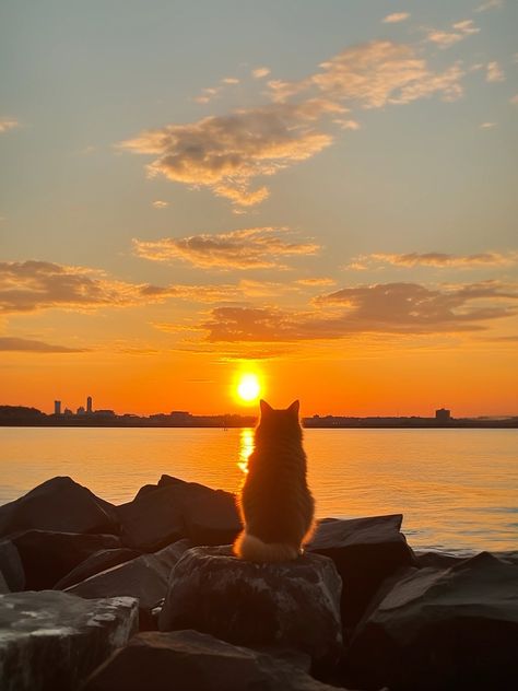 Cat Sunset Aesthetic, Cat Sunset, Cat Summer, Cat Obsession, Cute Little Kittens, Cute Cats Photos, Cat Aesthetic, Cat Wallpaper, Cute Cats And Dogs