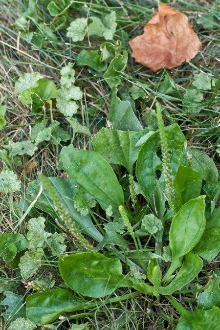 Several years ago I read about the wonders of Broad Leaved Plantain, a “weed” that grows everywhere. It’s also known as: Bird’s Meat, Common Plantain, Great Plantain, Rat-ta… Bug Bite Salve, Bug Bites Remedies, Edible Weeds, Bug Bite, Plantain Leaves, Medical Herbs, Bug Bites, Wild Edibles, Simple Green