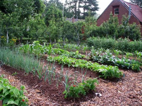 Veggie Garden Layout, Start A Vegetable Garden, Plantarea Legumelor, Lots Of Plants, Garden Layout Vegetable, Vegetable Garden Planning, Vegetable Garden For Beginners, Starting A Vegetable Garden, Plants Growing