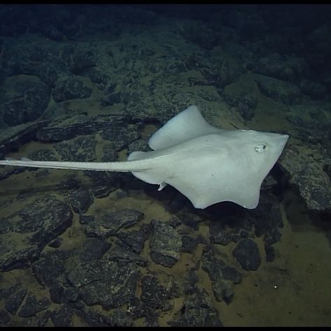 Skate Fish, Oceanography Marine Biology, Sea Vibes, Oceanography, Marine Biology, Creature Design, Deep Sea, The Head, The Pacific