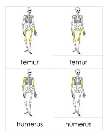 File:3PC Skeleton.pdf - Montessori Album Study Unit, Zoology, Montessori, Skeleton, Human