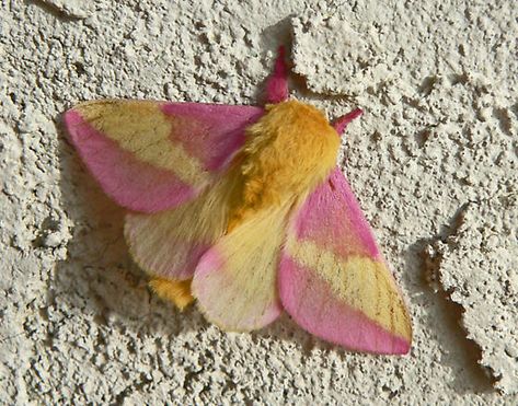 Fuzzy Moth, Lily + Core + Aesthetic, Poodle Moth, Pink Moth, Rosy Maple Moth, Moth Species, Cute Moth, Moth Art, Cool Bugs