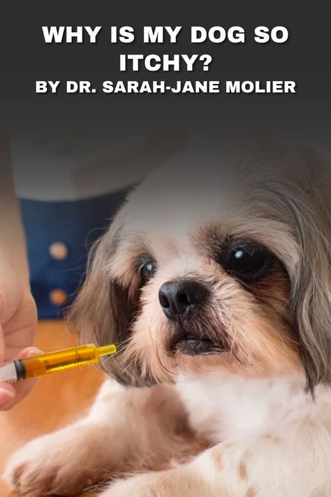 Help your itchy dog to stop the scratching, biting paws and digging at his ears. There are few things more frustrating for a pet owner than watching their dog scratching incessantly. You can tell that your dog is itchy and uncomfortable, but what can you do about it? The best itch relief for dogs can treat a variety of conditions that may cause dry, itchy skin.Proven Vet approved remedies to help dogs find relief for their itchy skin. Dog Itchy Skin Remedy, Itch Relief For Dogs, Cat Health Remedies, Itchy Skin Remedy, Dog Dry Skin, Puppy Training Schedule, Cat Health Problems, Itchy Dog, Dog Grooming Styles