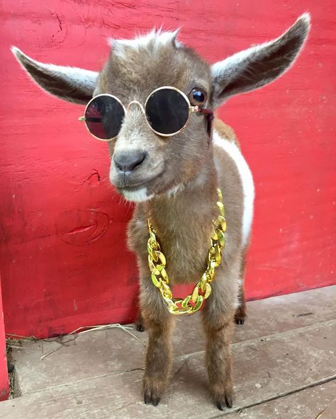 Goat Life on Instagram: “Yo what’s up? 🤑 Fetti Winks . 🐐🐐🐐🐐🐐 . #goat #fettiwinks #cool #coolkids #whatsup #yo #hi #hello #goodday #fly #style #fashionstyle #chains…” Goat Of Football, Football Plays, Football Messi, Billy B, Hi Hello, Sunglasses