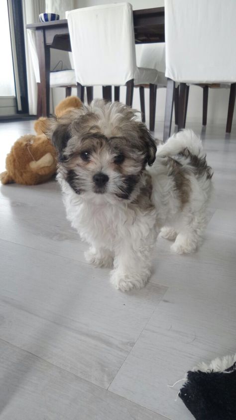 My sweet Malshi Charlie Shihpoo Haircuts, Malshi Haircuts, Malshi Puppies, Teddy Bear Dog, Dog Haircuts, Maltipoo Puppy, Havanese Puppies, Havanese Dogs, Adorable Puppies