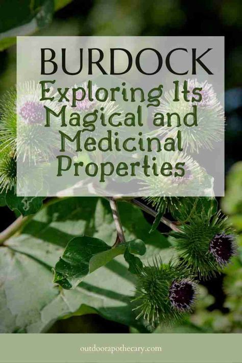 Burdock Root Spiritual Benefits, Burdock Magical Properties, Burdock Tea Benefits, Burdock Root Tea Benefits, Burdock Benefits, Burdock Tincture, Burdock Root Recipes, Burdock Root Benefits, Outdoor Apothecary