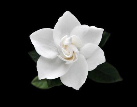 * White Flower Black Background, British Core, Apartment Wall Art, Still Life Images, White Backgrounds, Photography Book, Dark Flowers, Jasmine Flower, Black And White Background