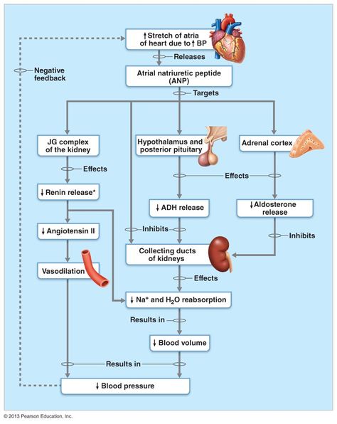 High blood pressure Sodium Electrolyte Nursing Notes, Fluid And Electrolytes Nursing Notes, Fluids And Electrolytes Cheat Sheets, Fluids And Electrolytes Nursing, Fluid And Electrolyte Imbalances, Renal Physiology, Nursing Printables, Electrolyte Balance, Learn Biology