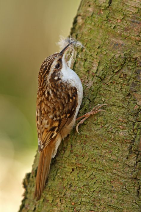 Tree Creeper Bird, Brown Creeper, Uk Birds, Nuthatches, British Birds, Animal Guides, British Garden, Bird Photos, Garden Birds