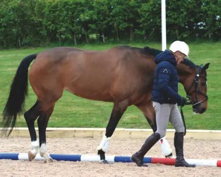 Improve Your Horse's Core With Two Easy in-hand Exercises - Your Horse Ground Work For Horses, Horse Training Ground Work, Work Exercises, Dressage Exercises, Horse Training Exercises, Horse Exercises, Horse Therapy, Hand Exercises, Workout At Work