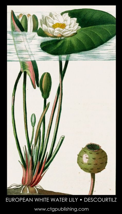 Water Lily Illustration by Descourtilz Illustration Botanique, Botanical Illustration Vintage, Vintage Botanical Prints, Plant Drawing, Botanical Painting, Scientific Illustration, Illustration Vintage, Medical Illustration, Botanical Drawings