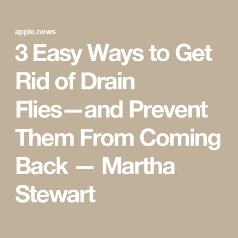 3 Easy Ways to Get Rid of Drain Flies—and Prevent Them From Coming Back — Martha Stewart Getting Rid Of Drain Flies, How To Get Rid Of Drain Gnats, Drain Gnats Get Rid Of, Drain Fly Remedy, Drain Flies How To Get Rid Of, Getting Rid Of Nats, Fly Remedies, Fly Deterrent, Cleaning Sink Drains