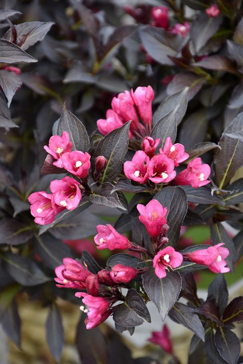 Spilled Wine Weigela (Weigela florida 'Bokraspiwi') at Echter's Nursery & Garden Center Spilled Wine Weigela, Garden Bushes, Weigela Florida, Lakewood Colorado, Nursery Garden, Spilled Wine, Fort Wayne Indiana, Farm Nursery, At Family