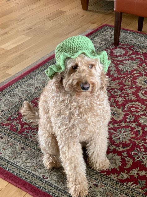 Crochet Dog Bucket Hat Free Pattern, Crochet Dog Accessories, Dog Bucket Hat, Crocheted Bucket Hat, Puppy Crochet, Crochet Queen, Souls Art, Crocheted Hats, Dog Kennel Outdoor