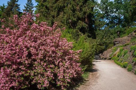 Weigela Shrub, Weigela Bush, Ornamental Shrubs, Sonic Bloom, Bush Plant, Plant Care, Garden Ideas, Old Fashioned, Sonic