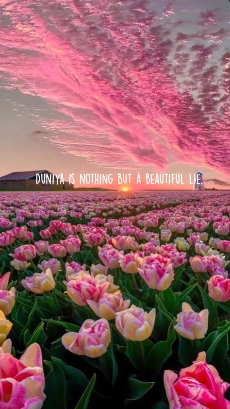 Duniya is nothing but a beautiful lie. A Beautiful Lie, Places On Earth, Pretty Places, On Earth, Tulips, Thing 1, Flowers