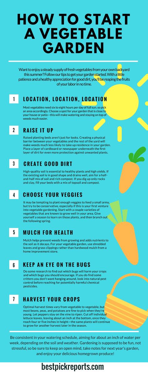 how to start a vegetable garden infographic Gardening Notebook, Gardening Infographic, Start A Vegetable Garden, Vegetable Garden Planning, Starting A Vegetable Garden, Vegetable Garden For Beginners, Summer Harvest, Garden Veggies, Starting A Garden