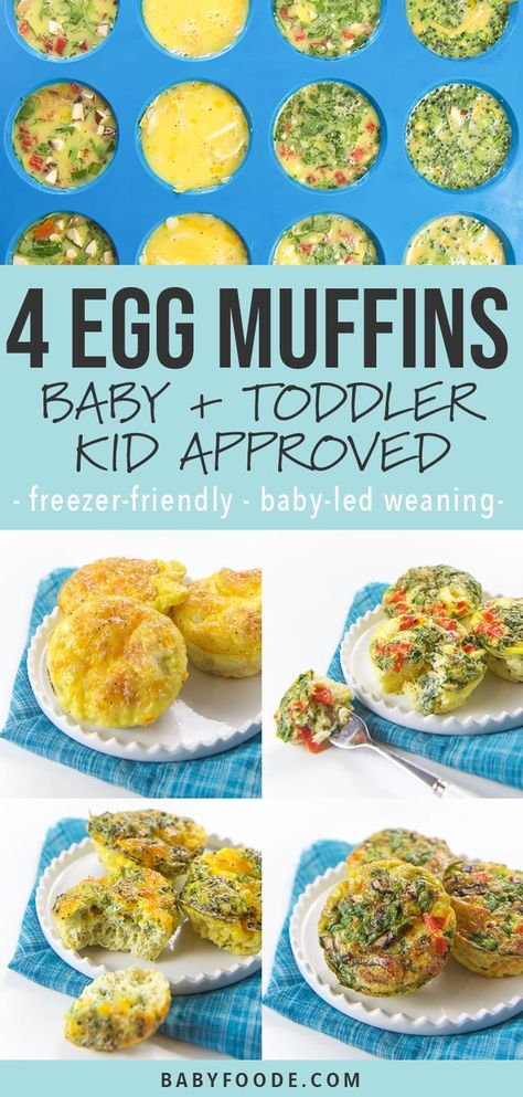 These healthy Breakfast Egg Muffins come in four different tasty combinations and are filled with veggies, eggs, cheese and even bacon! A filling and nutritious breakfast for your baby, toddler, and kids that are perfect for on-the-go eating. They can even be frozen and reheated for a quick breakfast. Great for Baby-Led Weaning! #egg #baby #toddler #kid #breakfast Blw Freezer Breakfast, Blw Egg Muffins, Egg Bites Baby Led Weaning, Egg Muffins For Toddlers, Toddler Egg Muffins, Egg Bites For Babies, Toddler Egg Recipes, Toddler Breakfast Muffins, Egg Muffins For Baby