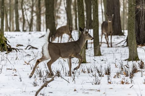 Are you about to walk into a crowded hunting area? Here's how to know and what do do about it. Good hunting opportunities and hunting pressure sometimes to go hand in hand. Even if you are hunting muzzleloader or archery season, typically thought to be "alternative" methods that might decrease the participation numbers, hunter density […] The post When is a Hunting Area Too Crowded? appeared first on Wide Open Spaces. Deer Facts, Youth Hunting, Deer Hunting Season, Whitetail Deer Hunting, Deer Ticks, Hunting Land, Deer Season, Waterfowl Hunting, Wide Open Spaces