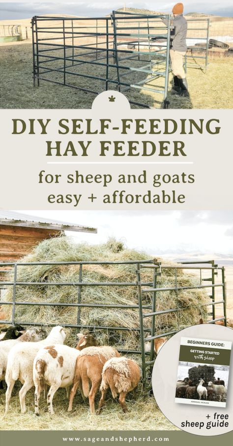 DIY Self-Feeding Hay Feeder for Sheep - Sage & Shepherd Blog Diy Hay Feeder, Sheep Diy, Sheep Feeders, Diy Sheep, Cattle Feeder, Raising Sheep, Tilt Table, Feeding Goats, Cattle Panels