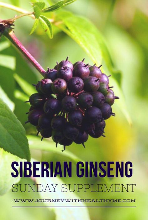 Siberian Ginseng – Journey With Healthy Me Siberian Ginseng Benefits, Eleuthero Benefits, Ginseng Benefits, Farm Plants, Siberian Ginseng, Benefits Of Organic Food, Holistic Recipes, Witch Herbs, Magical Nature