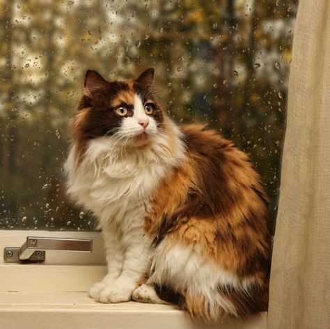 Norwegian Forest, Siberian Cat, Forest Cat, Norwegian Forest Cat, Calico Cat, Warrior Cat, Cat Care, Cute Creatures, Cats Meow