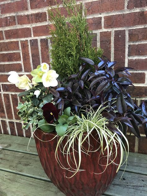 How to Plant a Winter Container Garden Winter Potted Plants, Winter Pots, Winter Container Gardening, Fall Container Gardens, Tattoo Plant, Fall Gardening, Winter Foliage, Winter Planter, Diy Winter