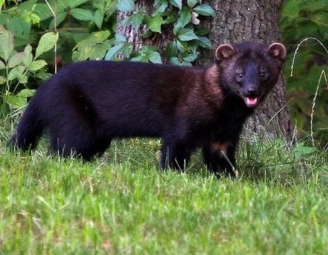 Fishercat Fisher Cat Pictures, Fisher Animal, Fisher Cat, Animal Attack, All About Animals, All About Cats, Cat Pin, Black Bear, Cat Pics