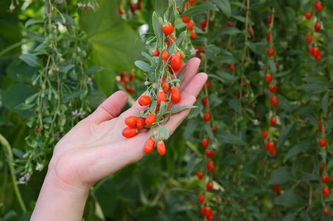 Goji Berry Plant: What You Should Know About Growing This Healthy Food Goji Berries Plant, Growing Goji Berries, Fast Growing Vegetables, Seed Raising, Hill Garden, Cucumber Trellis, Growing Fruit Trees, Cash Crop, Berry Plants