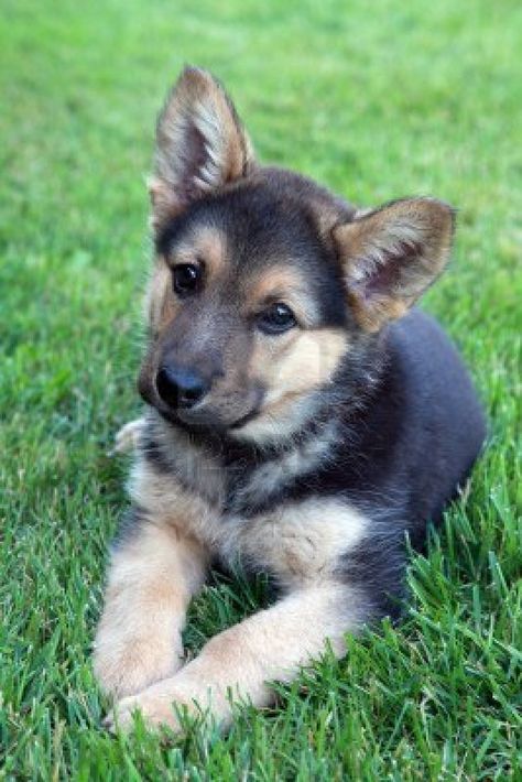 Puppy Day, Dog Facts, Airedale Terrier, Shepherd Puppies, Cane Corso, German Shepherd Puppies, A Puppy, German Shepherd Dogs, Training Your Dog