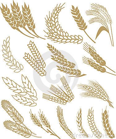 Ear Illustration, Wheat Drawing, Wheat Tattoo, Wheat Vector, Wheat Design, Bakery Branding, Farm Logo, Bakery Logo, Natural Gold