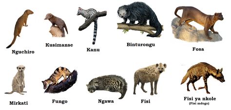 Animal as a cat (Feliform) Animals of Madagascar recognizes (Eupleridae; Malagasy carnivorans) family of hyenas (Hyaenidae) family of mongoose (Herpestidae) family bond (Nandiniidae) family of civet cat (Viverridae) Civet Cat, Convergent Evolution, Family Bonding, Colorful Animals, Hyena, Color Effect, Madagascar, A Cat, Nature Art