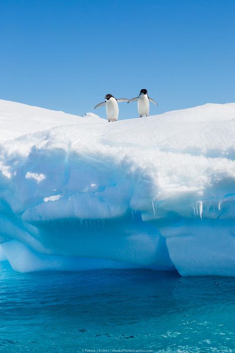 Arctic Ocean Animals, Artic Wallpaper, Antarctica Aesthetic, Biomes Project, Ocean Art Painting, Alaska Photography, Alaska Photos, Wallpapers Desktop, Iphone Wallpaper Hd Nature