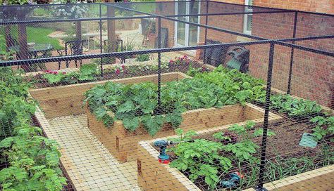 Bespoke walk in steel cage to fit an existing raised bed (after) Fruit Cages, Fruit Cage, Orchard Design, Vegetables Garden, Edible Gardens, Vegetable Beds Raised, Vegetable Patch, Re Design, Herb Gardening