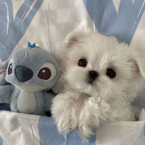 Anjing Maltese, Cute Puppies And Kittens, Cute Dog Wallpaper, Cute Dogs Images, Very Cute Puppies, Super Cute Puppies, Cute Small Animals, Cute Dog Photos, 강아지 그림