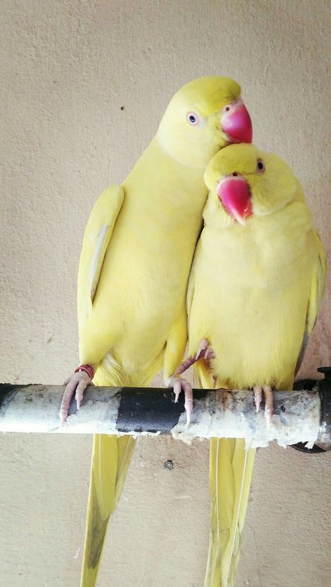 Yellow ringneck love Yellow Ringneck, Neck Ring, Parrot, Pear, Birds, Fruit, Yellow, Ring, Animals