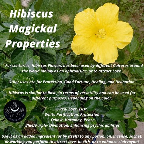 Using these beautiful flowers. Flower Magical Properties, Plant Knowledge, Magickal Correspondences, Magic Healing, Hoodoo Spells, Medicinal Herbs Garden, Herbs Garden, Plant Magic, Tree Magic