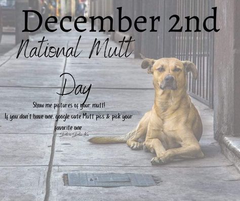 List Of National Days, National Celebration Days, National Holiday Calendar, National Mutt Day, Engagement Games, Interactive Facebook Posts, Posting Ideas, Heinz 57, National Day Calendar