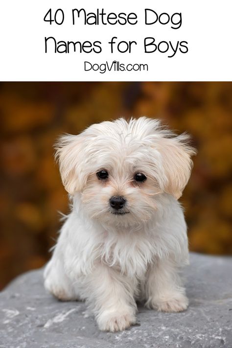 Maltese Dogs Haircuts, Maltese Breed, Puppy Toys, Cute Small Dogs, Dog Haircuts, Havanese Dogs, Maltese Dog, Most Popular Dog Breeds, Adorable Puppy