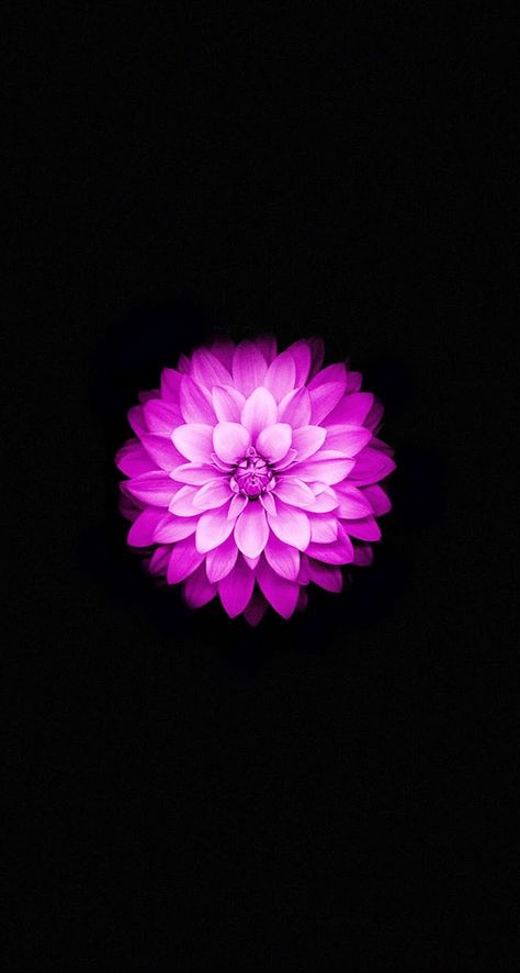 Iwatch Wallpapers, Flor Iphone Wallpaper, Iphone 6 Plus Wallpaper, Iphone 5s Wallpaper, Iphone 6 Wallpaper, Wallpapers Android, Flower Iphone Wallpaper, High Resolution Wallpapers, Ios Wallpapers