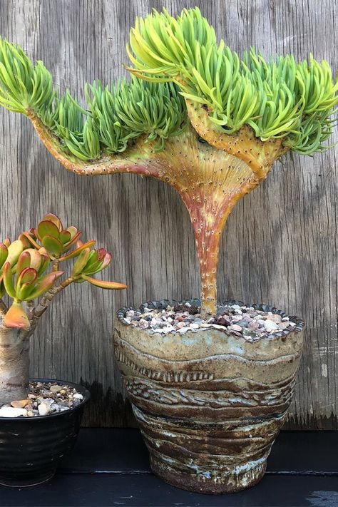 Mermaid Tail Succulent Plant, Succulent Border, Ethereal Bedroom, Crested Succulents, Succulent Tree, Small Succulent Plants, Cactus Care, Sacred Plant, Succulent Gardening