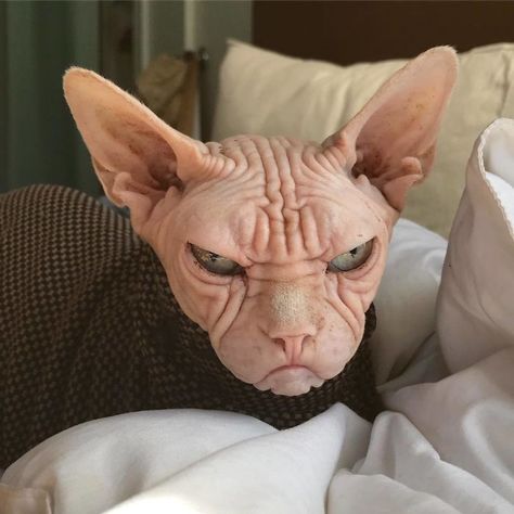 Move Aside Grumpy Cat, Loki Is The New Grumpiest Cat In The World | Bored Panda Hairless Cat, Sphynx Cat, Sphynx, Loki, Bed, Funny