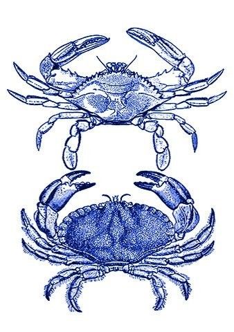 Crabs Blue Crabs, Crab Art, Blue Crab, Letterpress Cards, Crustaceans, Ocean Art, Life Magazine, Coastal Style, Beach Art