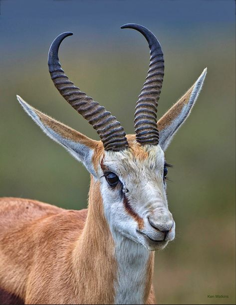 The springbok is a medium-sized antelope found mainly in southern and southwestern Africa. Satyr Reference, Horned Animals, South African Animals, African Animals Photography, Mountain Zebra, Dik Dik, My Land, Albino Animals, Africa Animals