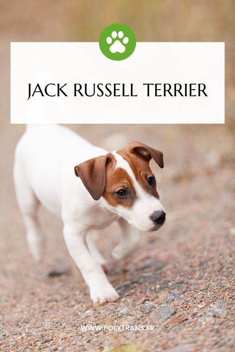 Vous n’aimez pas les chiens qui ne bougent jamais, qui ne font rien de leur journée ? Alors le Jack Russell Terrier risque forcément de vous intéresser puisque c’est une véritable boule d’énergies ! Un excellent chien pour le canicross en amateur, il sera de toutes vos sorties. Chien Jack Russel, John Russell, Russel Terrier, Parson Russell Terrier, Fox Terriers, Jack Russel, Fox Terrier, Russell Terrier, Jack Russell Terrier